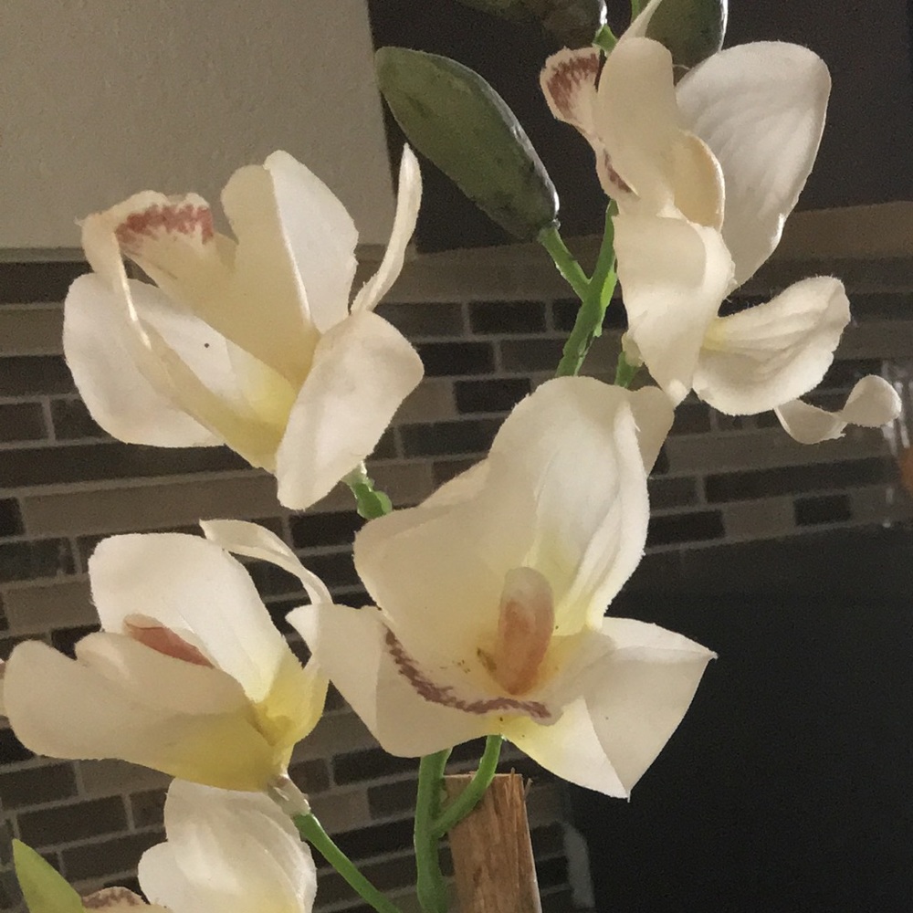 Meet your Posher, Estelani